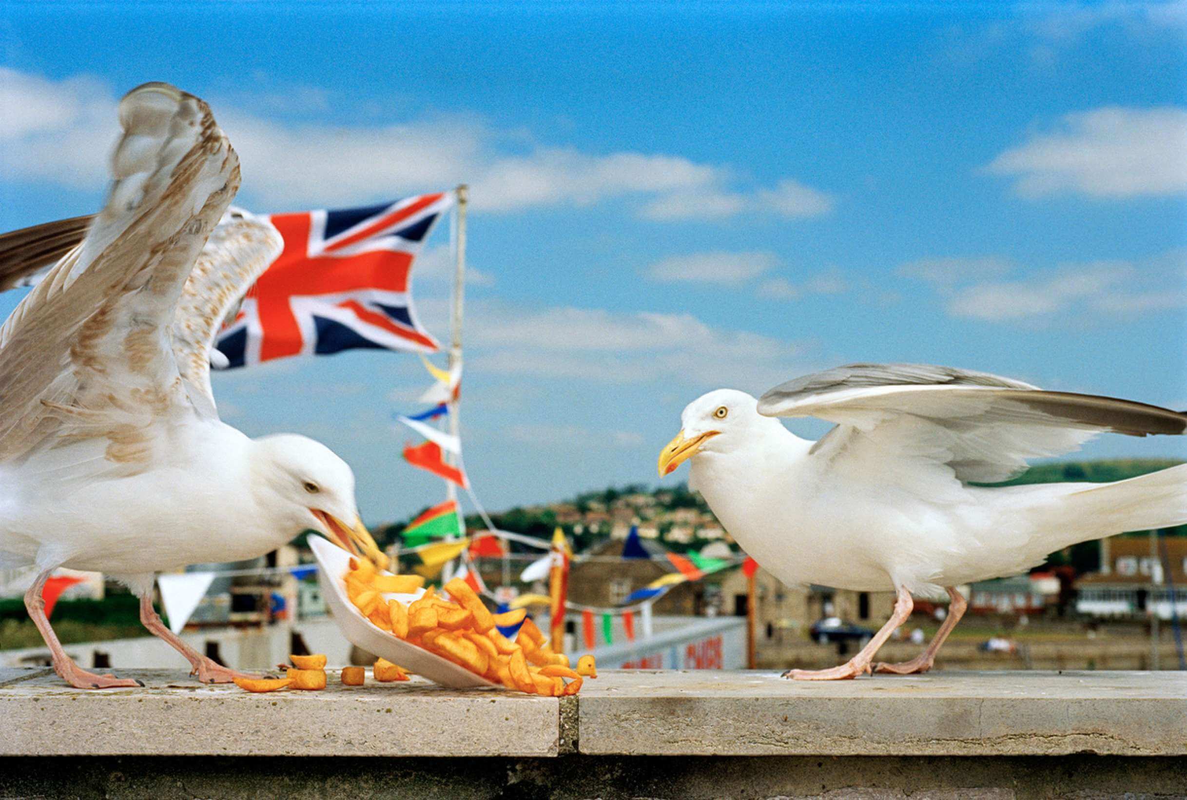 Martin Parr, A Curate's Egg